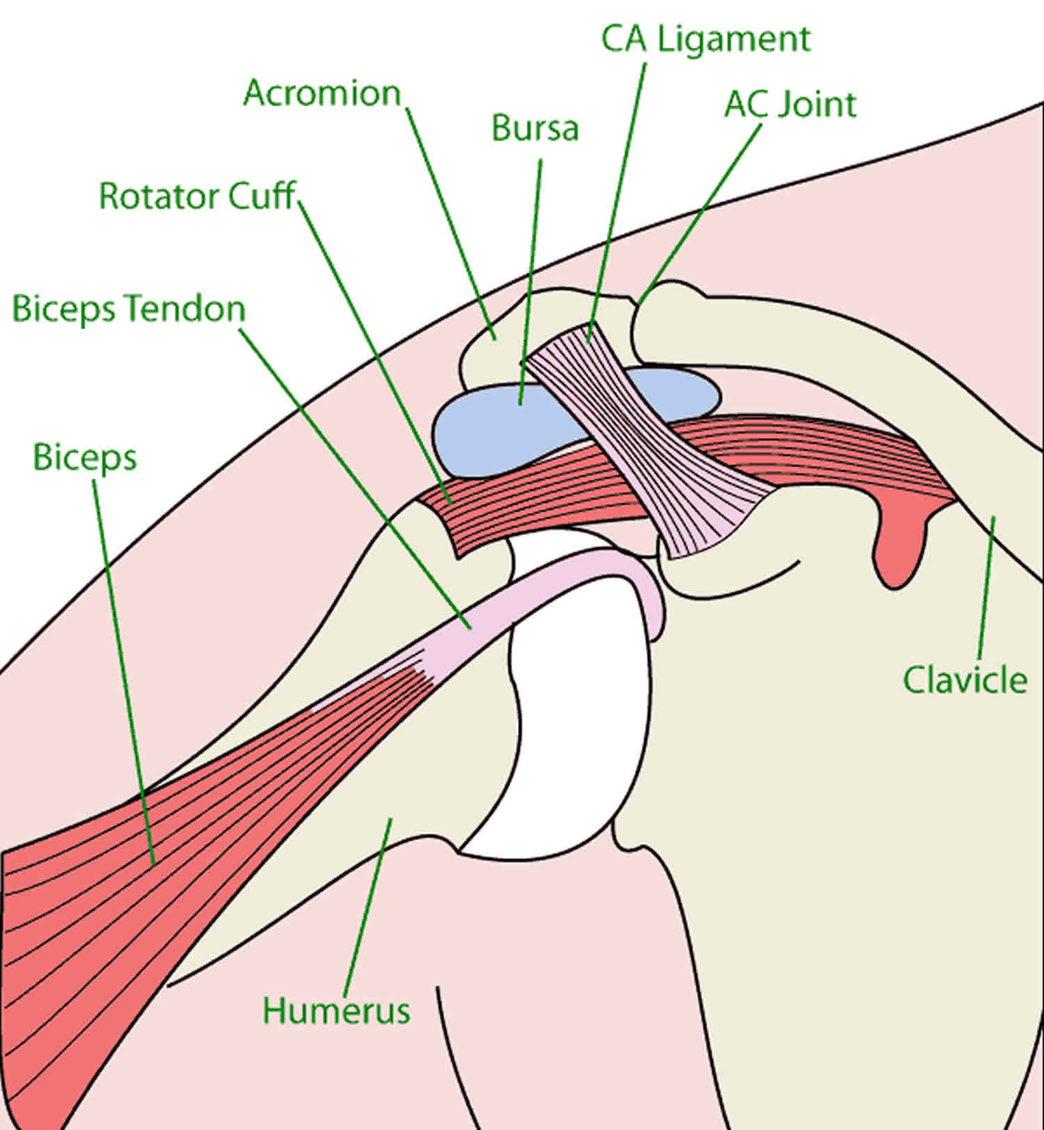 shoulder joint