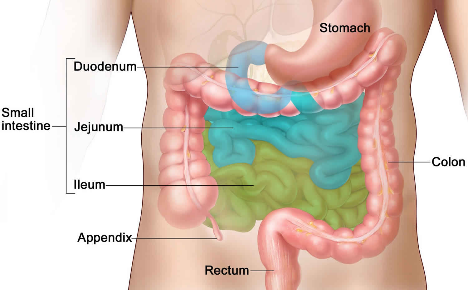 Small intestine anatomy