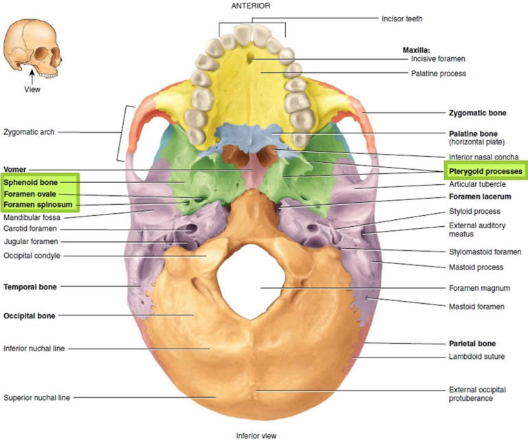 Sphenoid Bone Anatomy Function Parts And Sphenoid Bone Fracture 0976