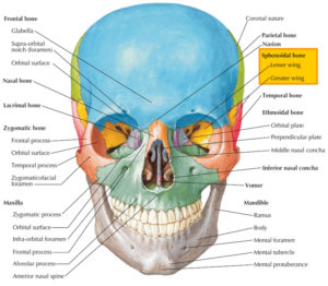 Sphenoid bone anatomy, function, parts & sphenoid bone fracture