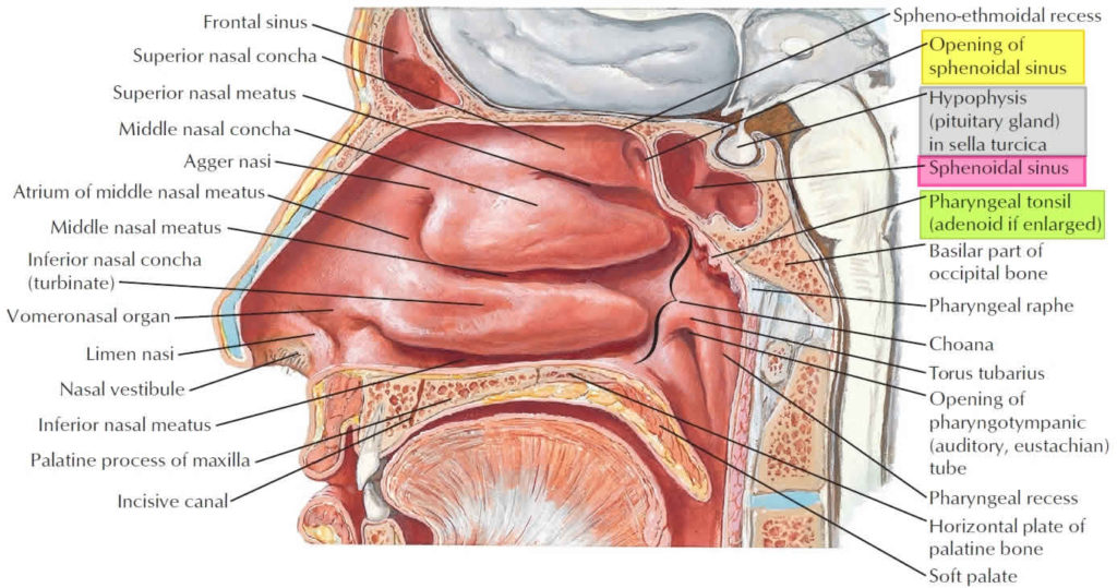 Sphenoid Sinus Anatomy Function Sphenoid Sinus Infection And Surgery 8493
