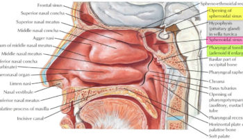 sphenoid sinus