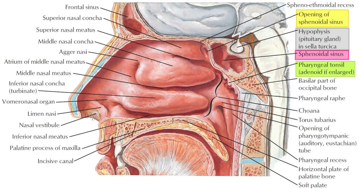 maxillary and ethmoid sinus disease