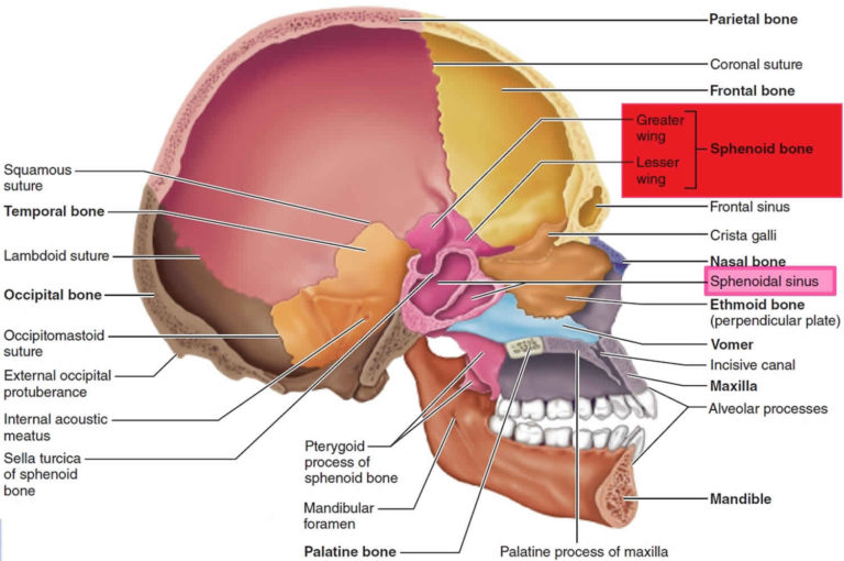 Sphenoid bone anatomy, function, parts & sphenoid bone fracture