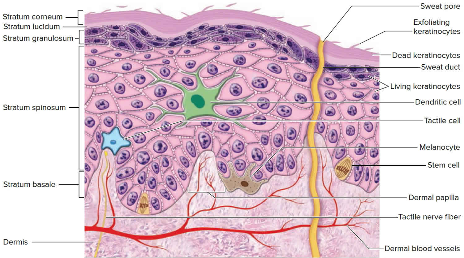 Skin epidermis structure