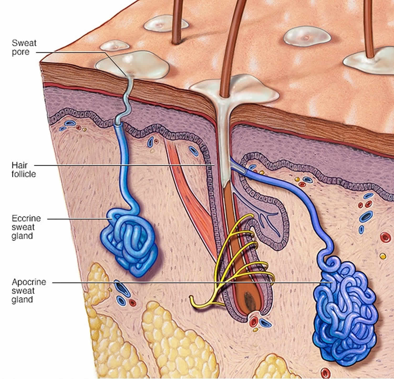 Another Name For Sebaceous Glands