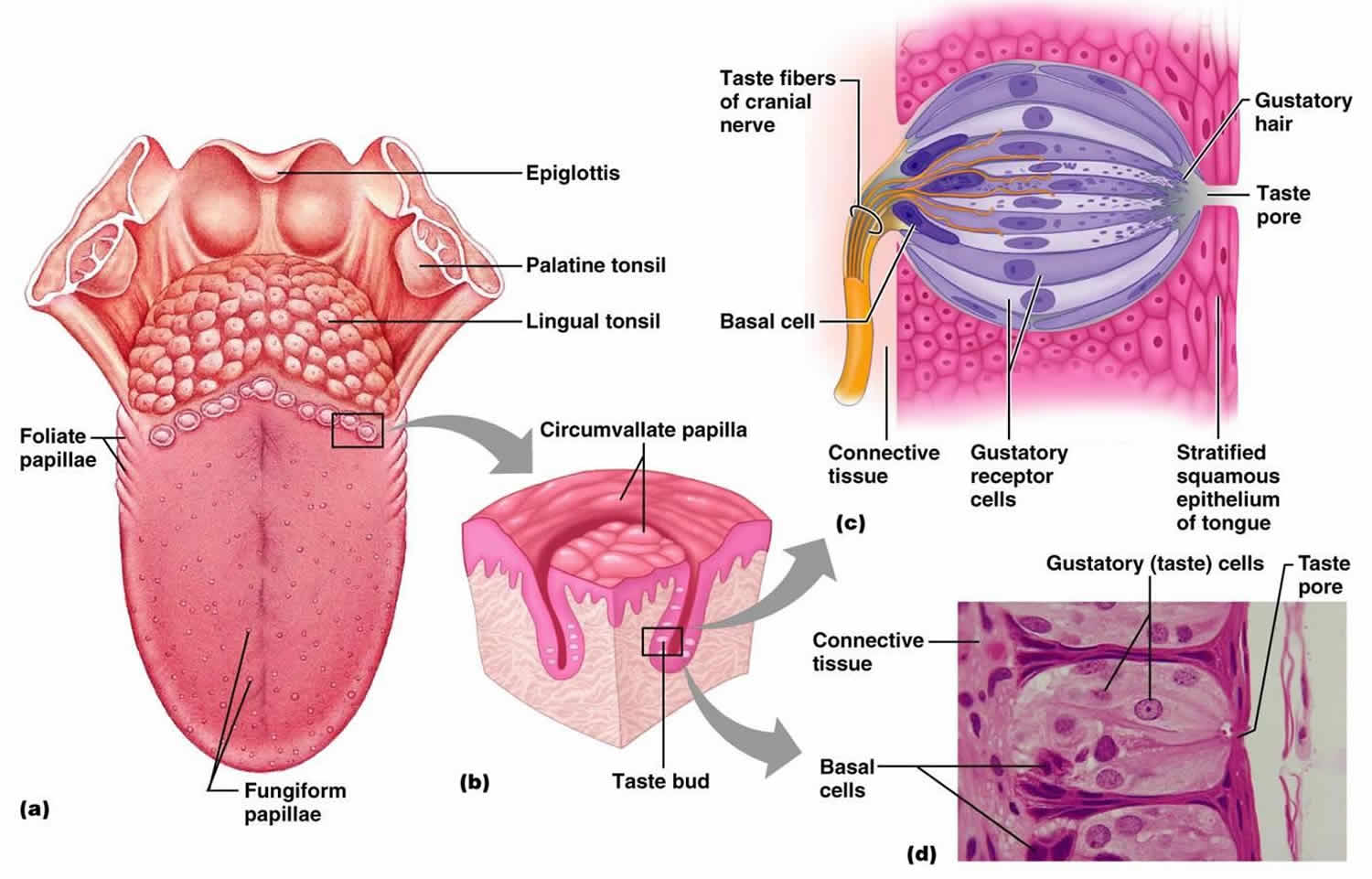 Ageusia Is The Loss Of Of The Sense Of Taste Ageusia Causes Treatment