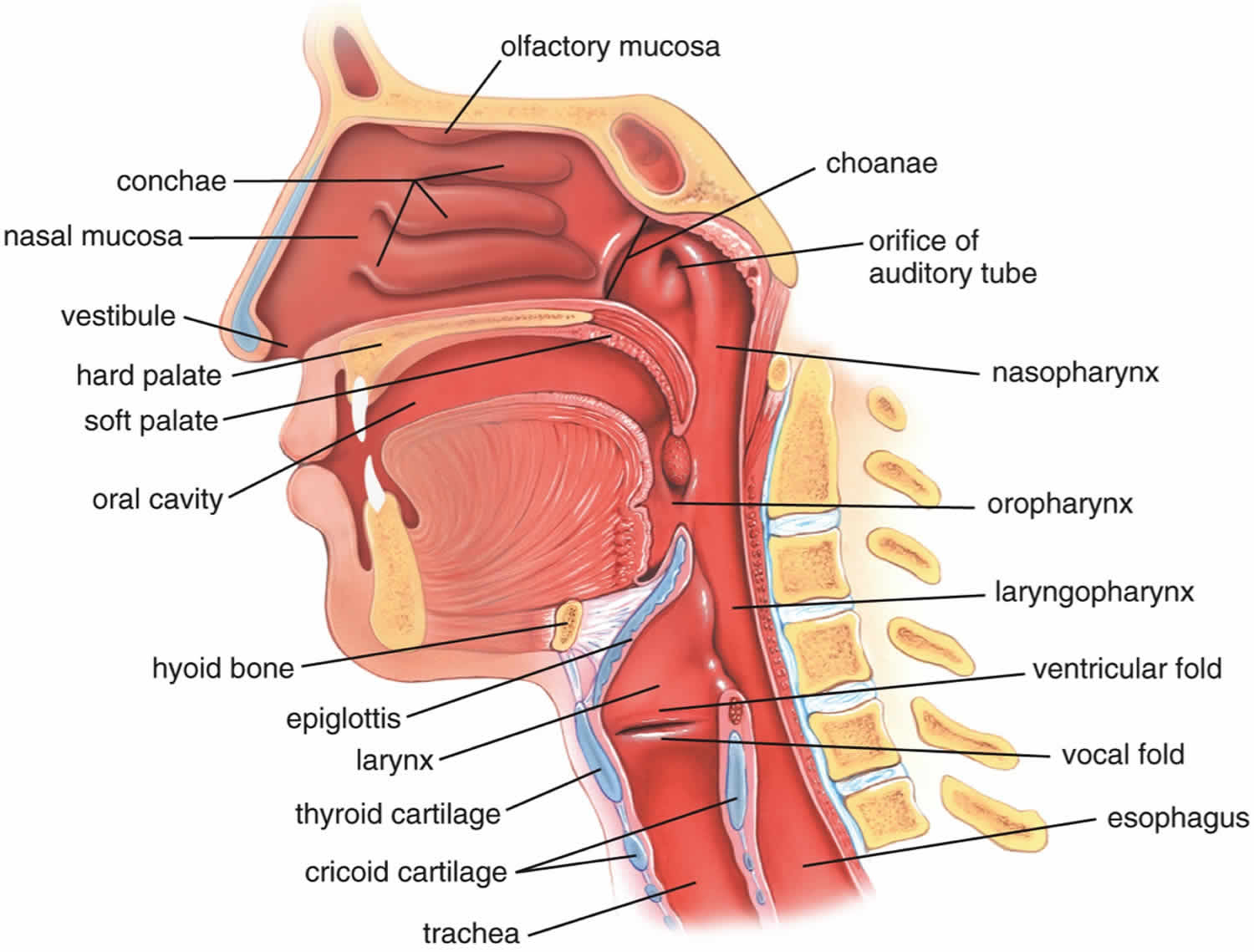 Upper airway anatomy