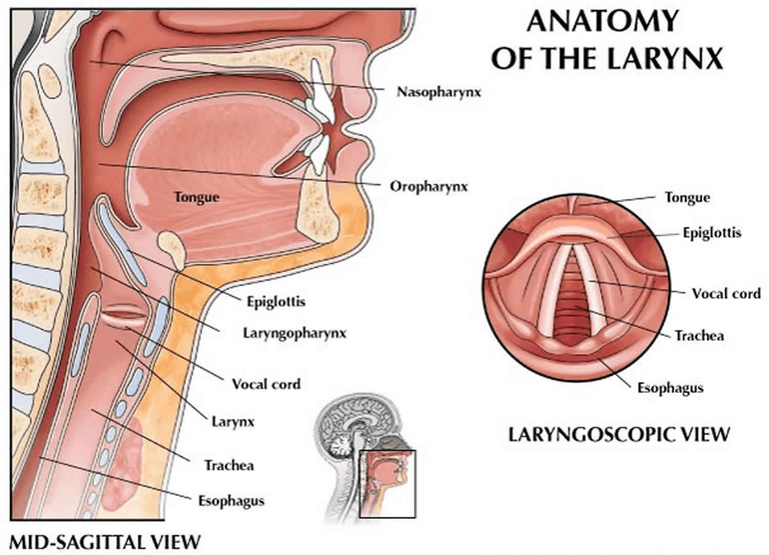 what-are-your-vocal-cords