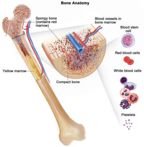 cells leukemia myelogenous marrow