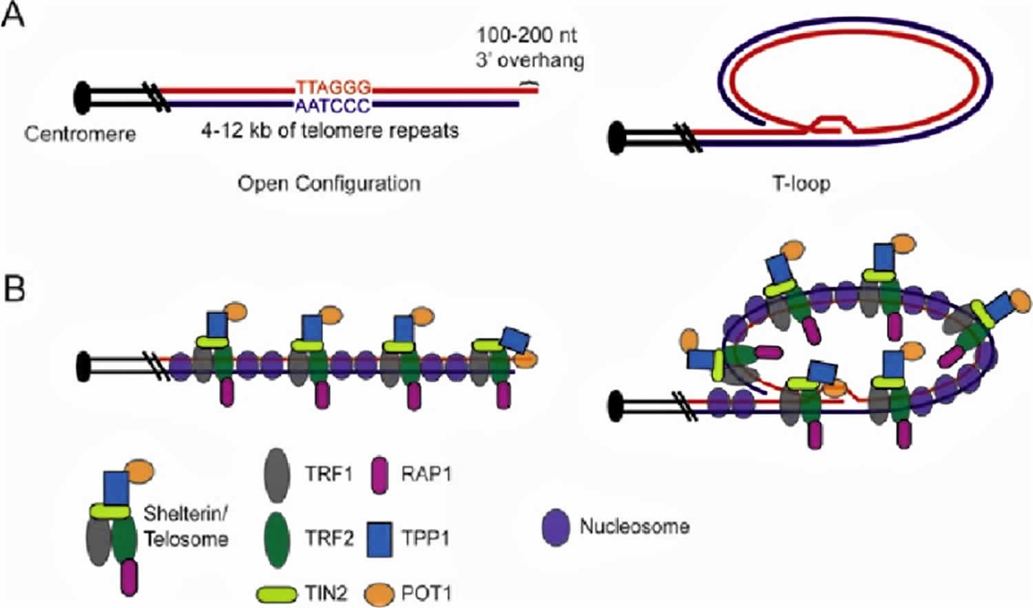 Human telomere components and structure