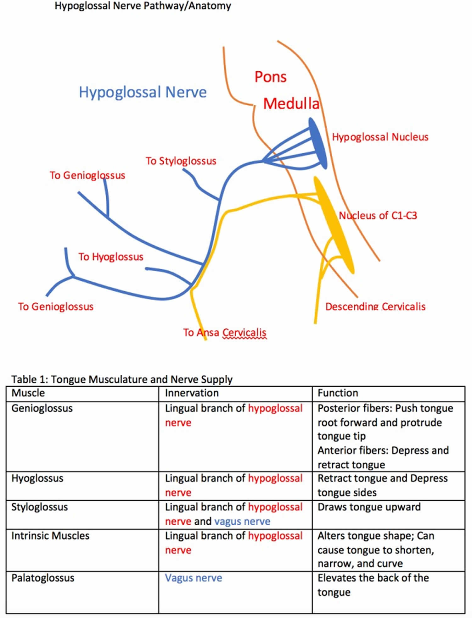 Hypoglossal nerve anatomy and function