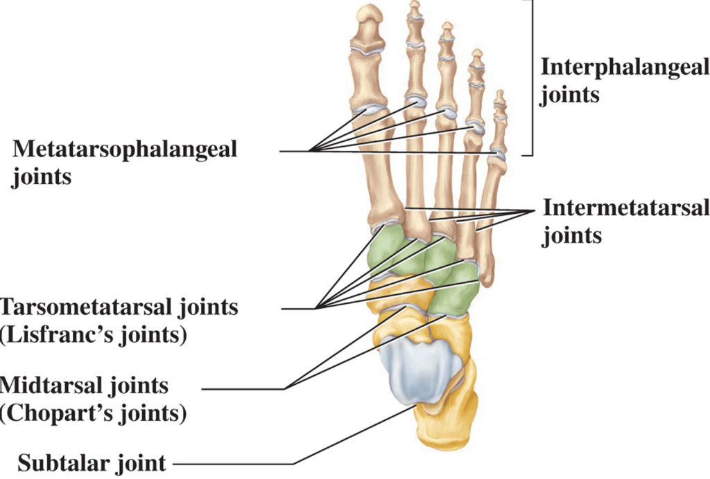 Lisfranc injury, lisfranc joint injury causes, symptoms, diagnosis