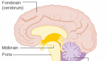 Medulla oblongata