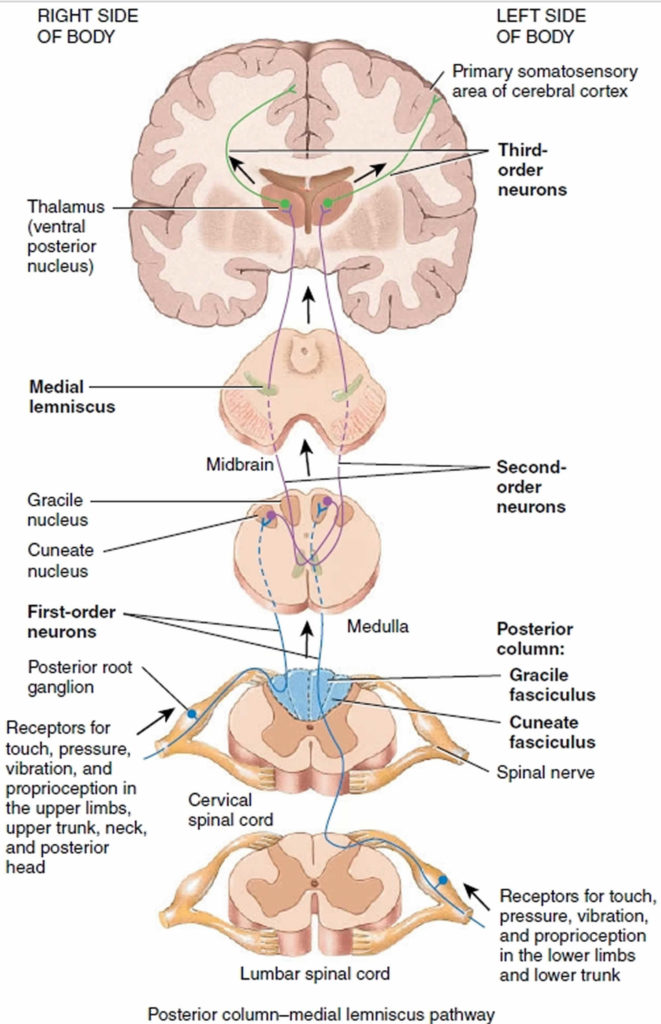 Medulla oblongata anatomy, function, location & medulla oblongata damage
