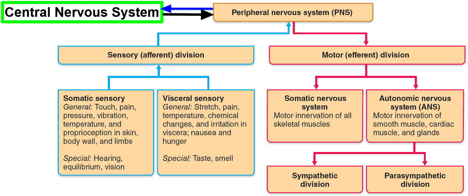 peripheral-nervous-system-parts-divisions-peripheral-nervous-system