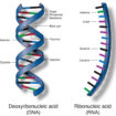 Nucleic acid