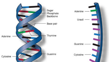 Nucleic acid