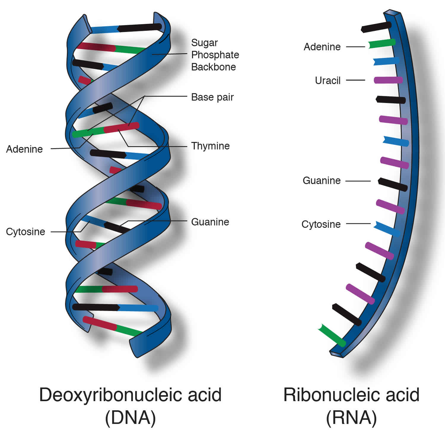 Nucleic acid definition, nucleic acid structure, function & types