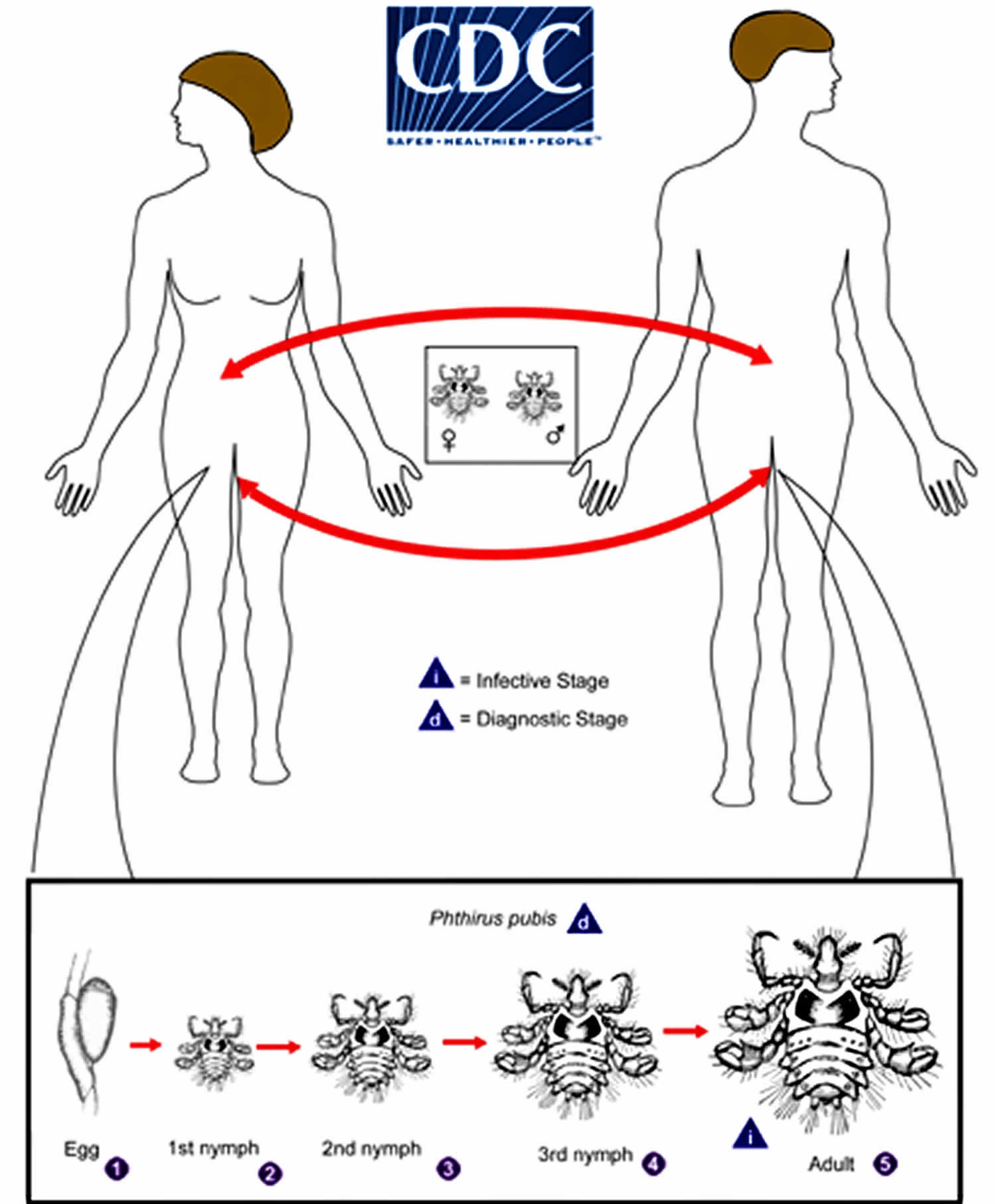 Pediculosis pubis life cycle
