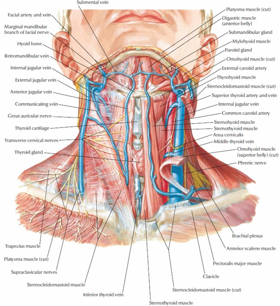 Neck Dissection Surgery Types Indications Risks And Complications