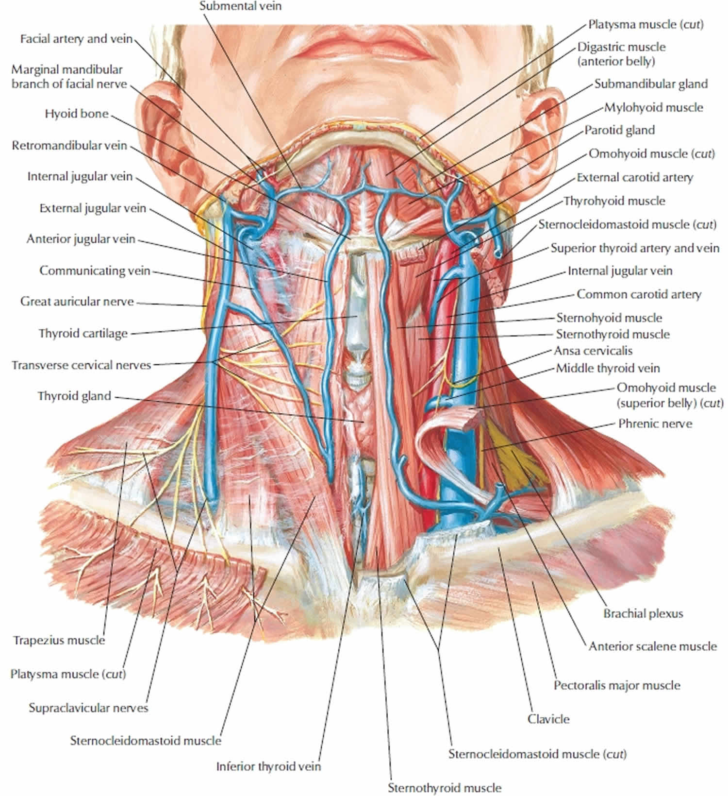 Similar profundizar Experto neck dissection anatomy Peluquero mareado