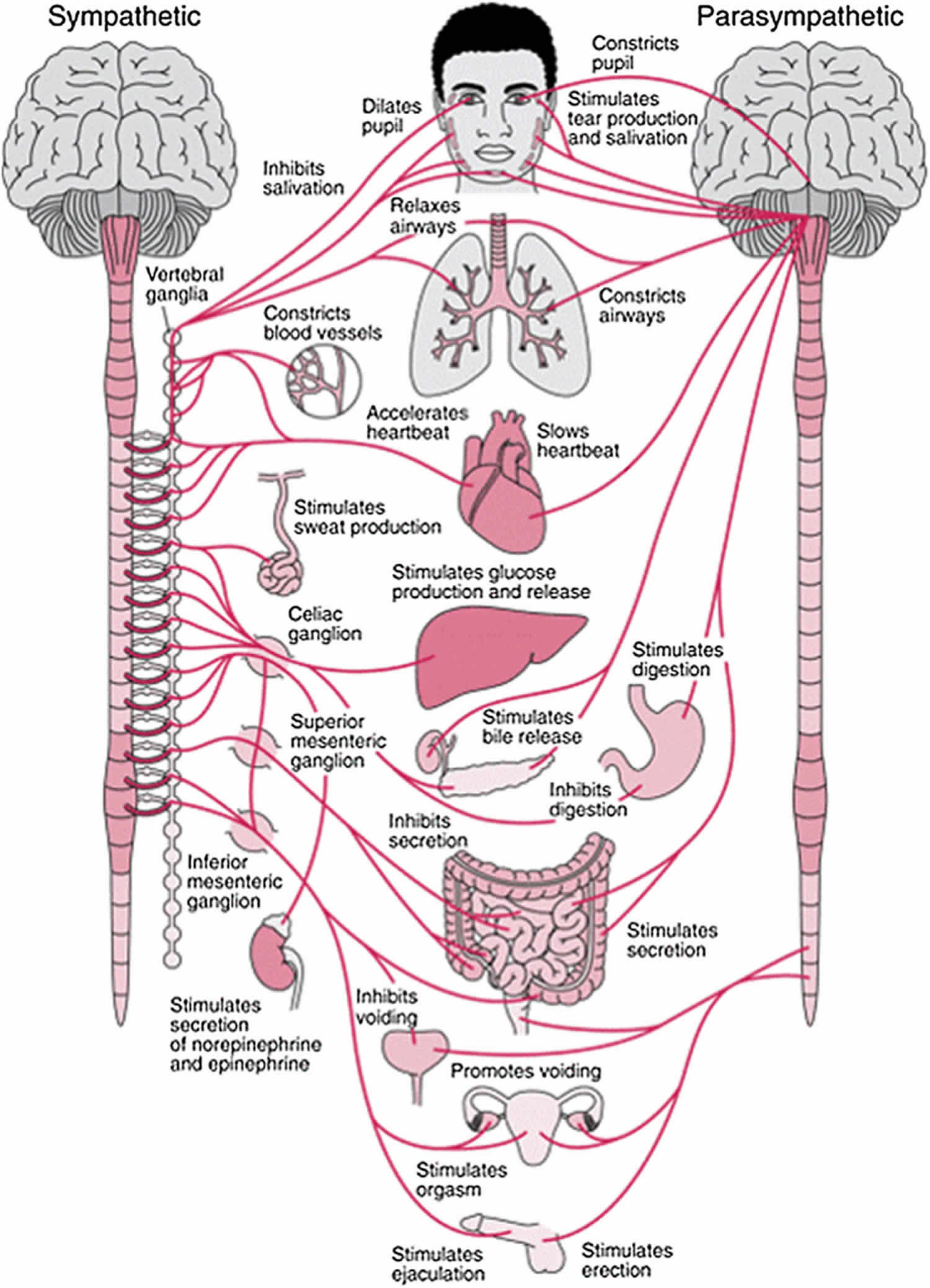 The Human Body Systems Mind Map
