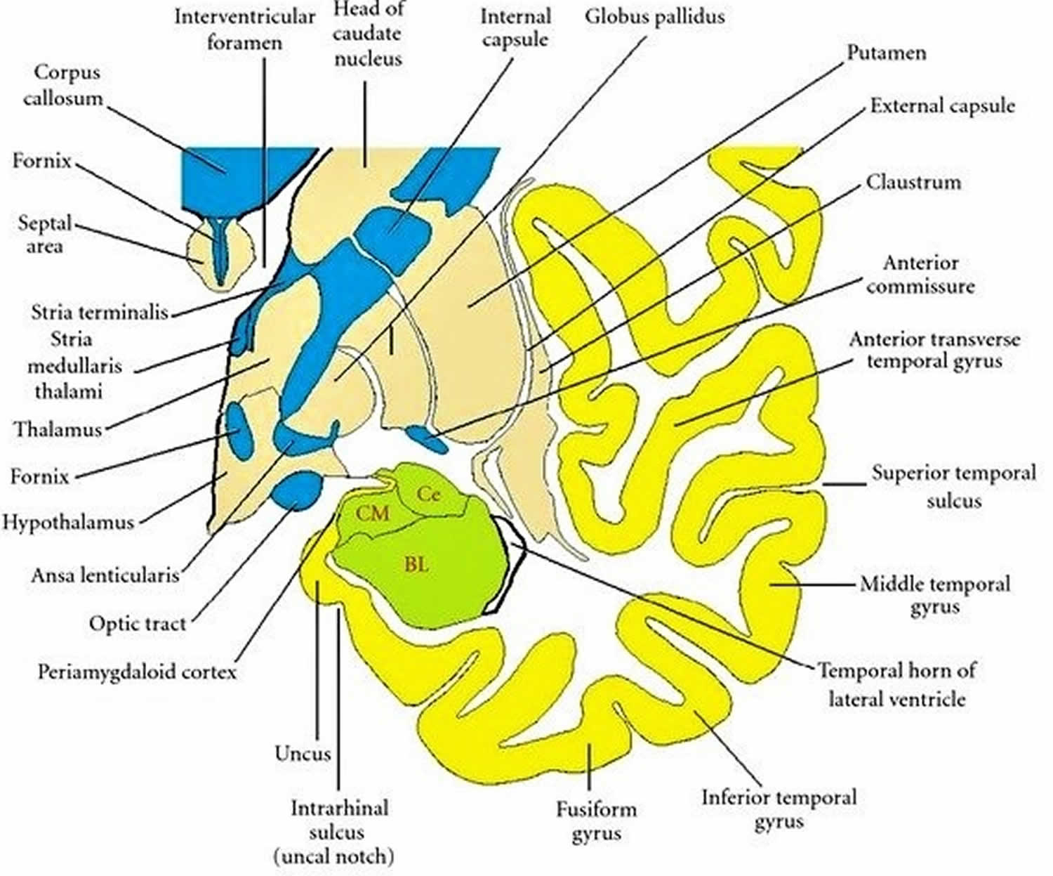 coronal section through the temporal lobe