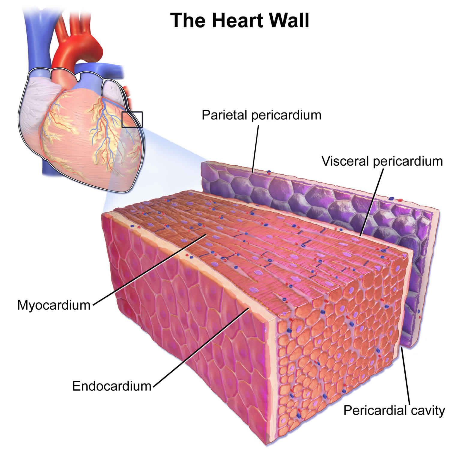 Pericardium anatomy, location & pericardium function