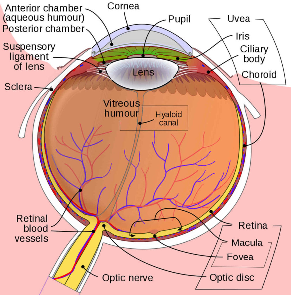 peripheral-vision-causes-of-peripheral-vision-problems-treatment