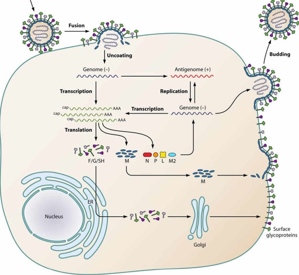 Human metapneumovirus transmission, symptoms, diagnosis & treatment