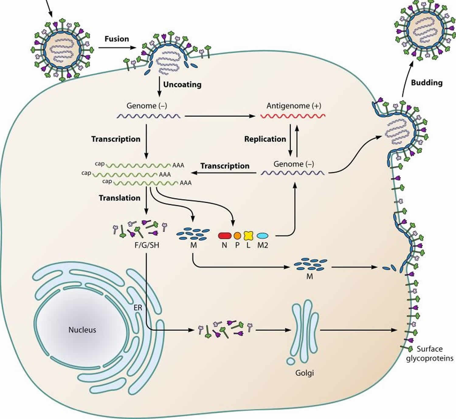 Human metapneumovirus life cycle