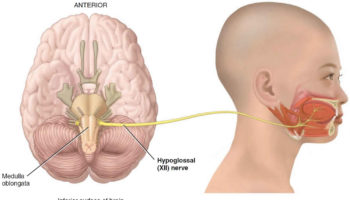 hypoglossal nerve