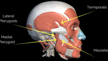 masseter