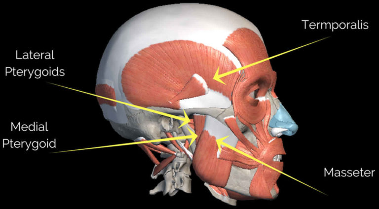 what is the main function of the masseter muscle