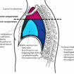 mediastinum