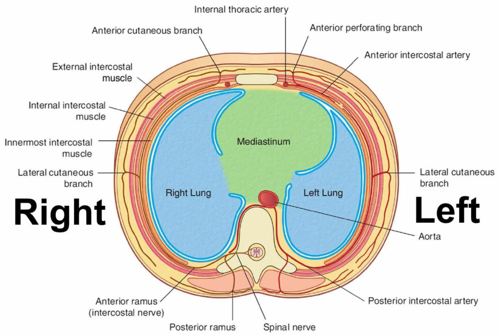 Pericardium Anatomy, Location & Pericardium Function