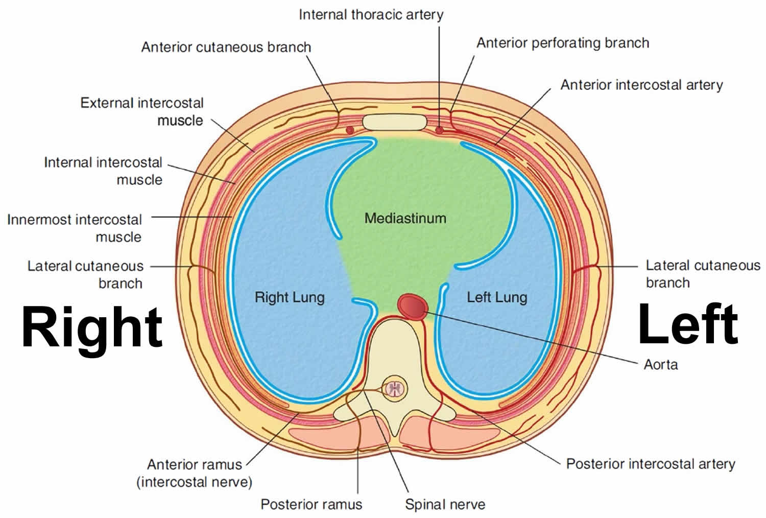Mediastinum Anatomy Location Cavity Organs Function Tumors