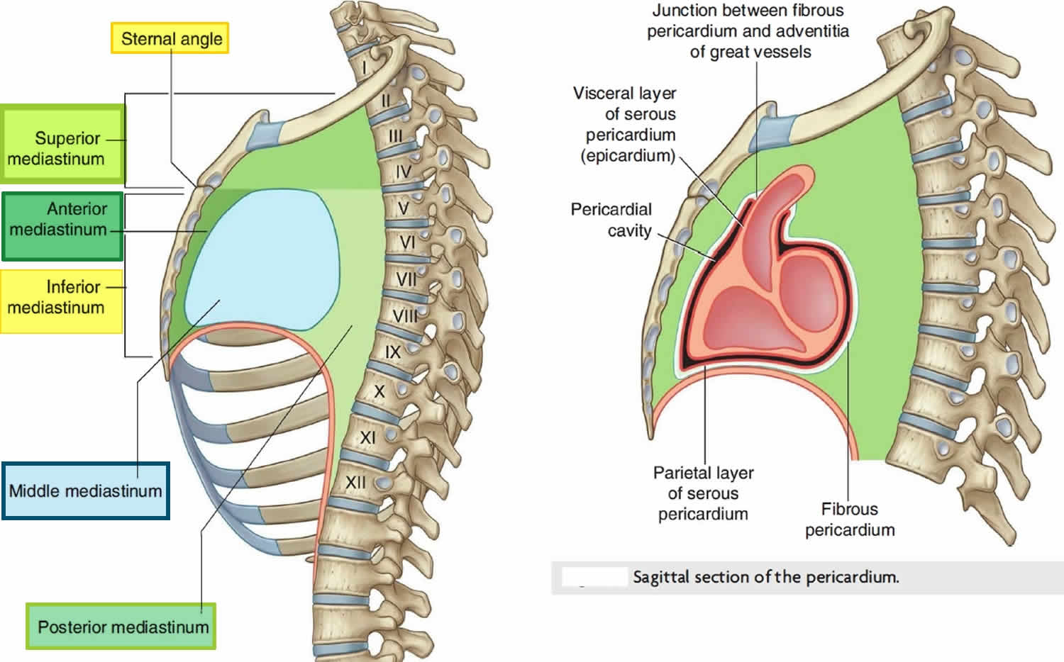 What is the Mediastinum?