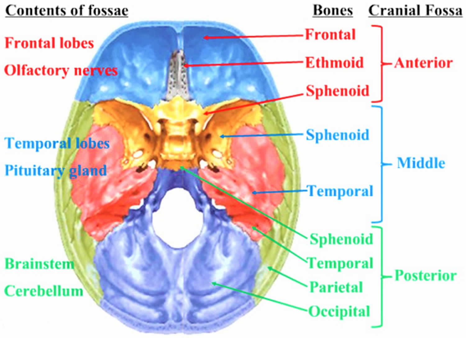 Temporal lobe anatomy, location, function, damage & epilepsy