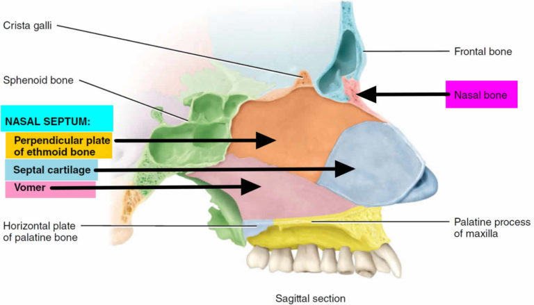 Nasal Septum Anatomy Function Nasal Septum Deviation Hole