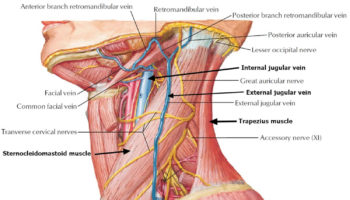 neck dissection