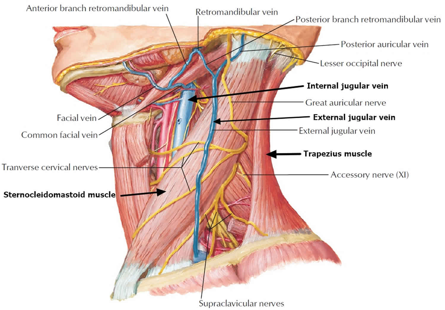 neck-dissection-surgery-types-indications-risks-complications