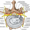 neural foraminal stenosis