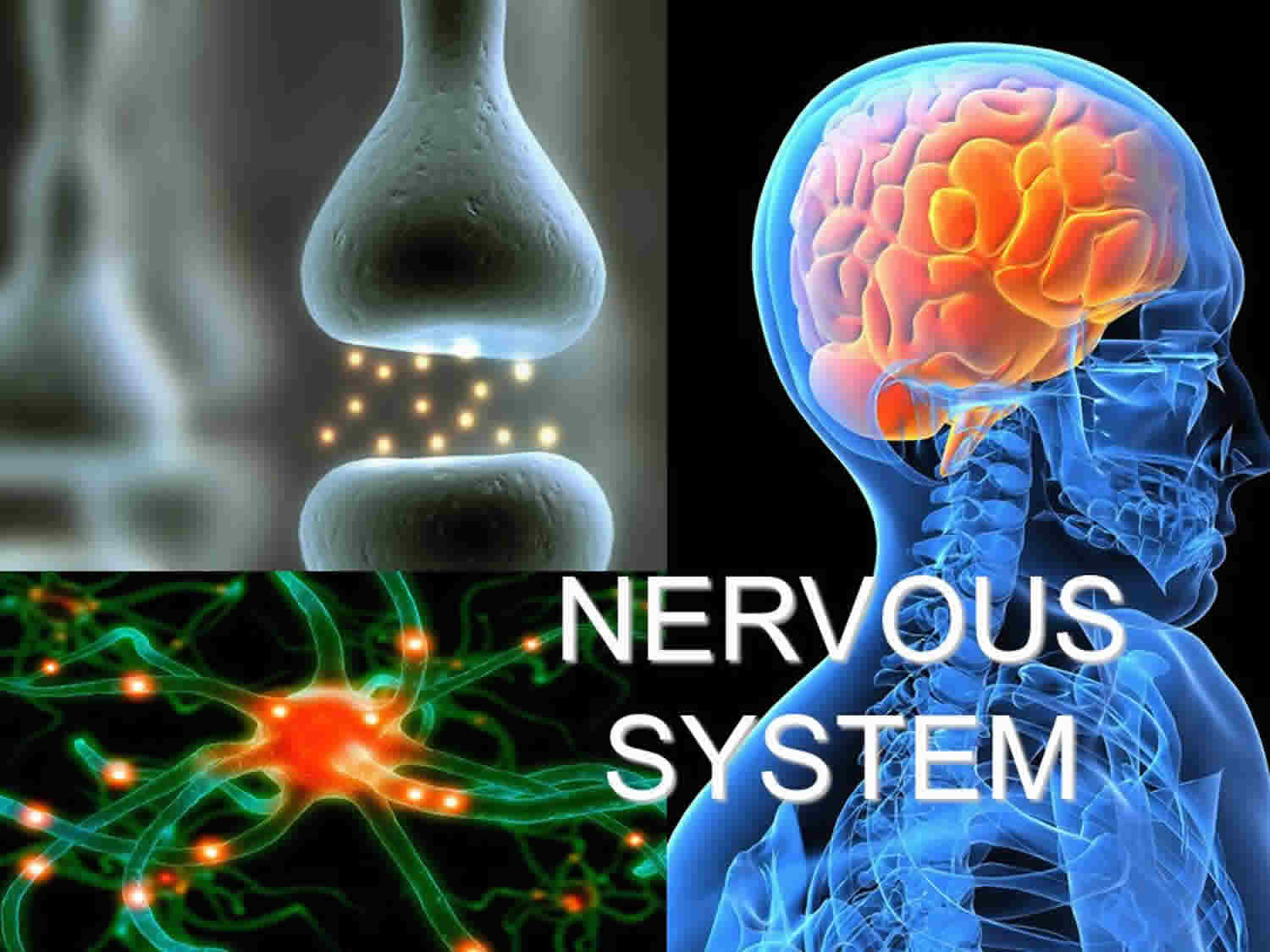 What Are Chronic Neurological Disorders