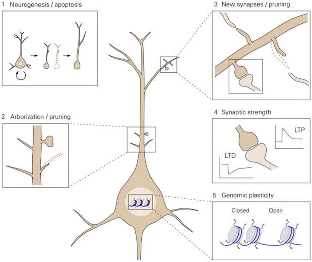 Neuroplasticity Definition How Does It Work And How To Increase