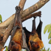 nipah virus infection