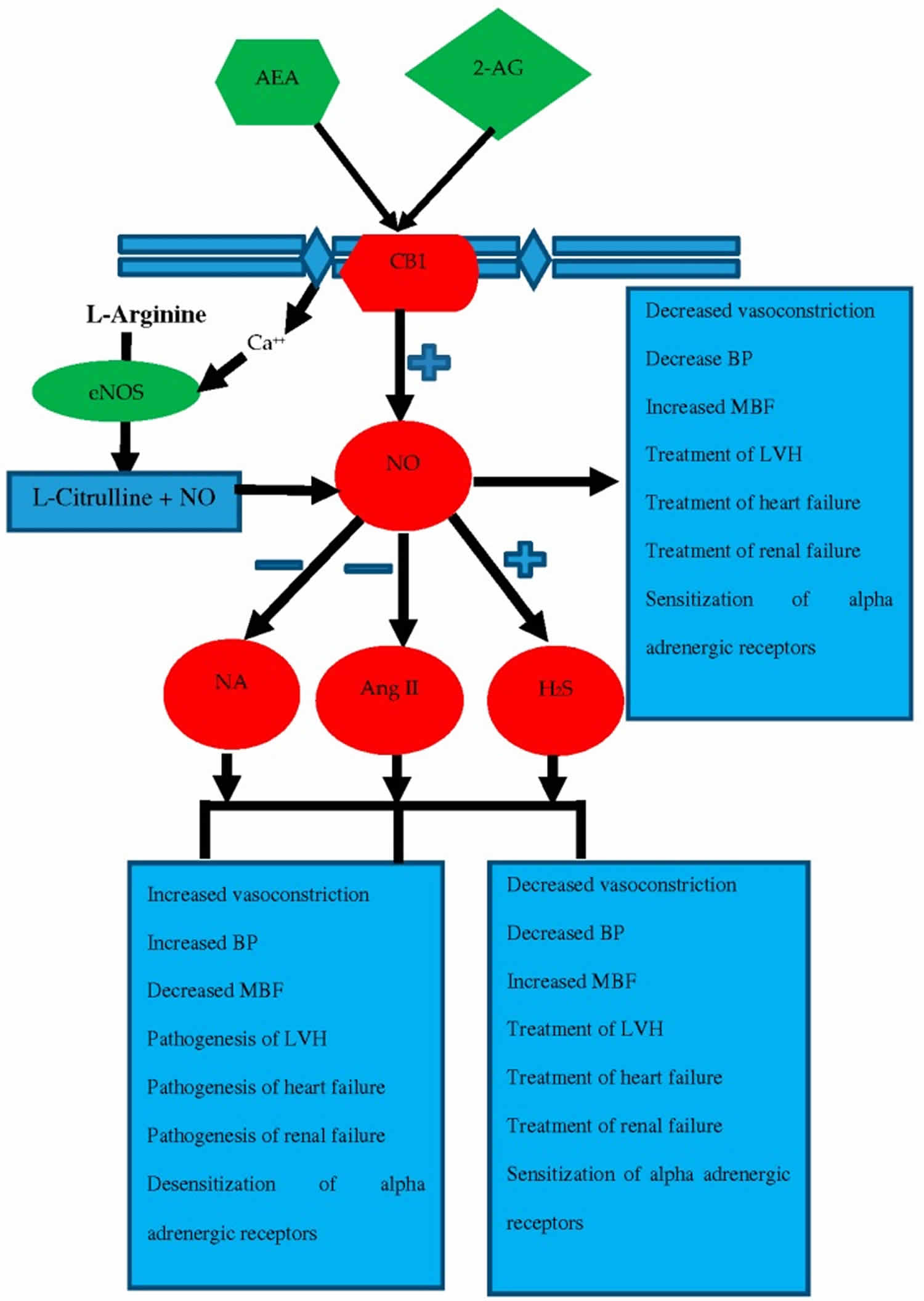 nitric oxide interactions in cardiovascular and renovascular systems