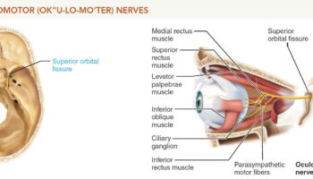 oculomotor nerve