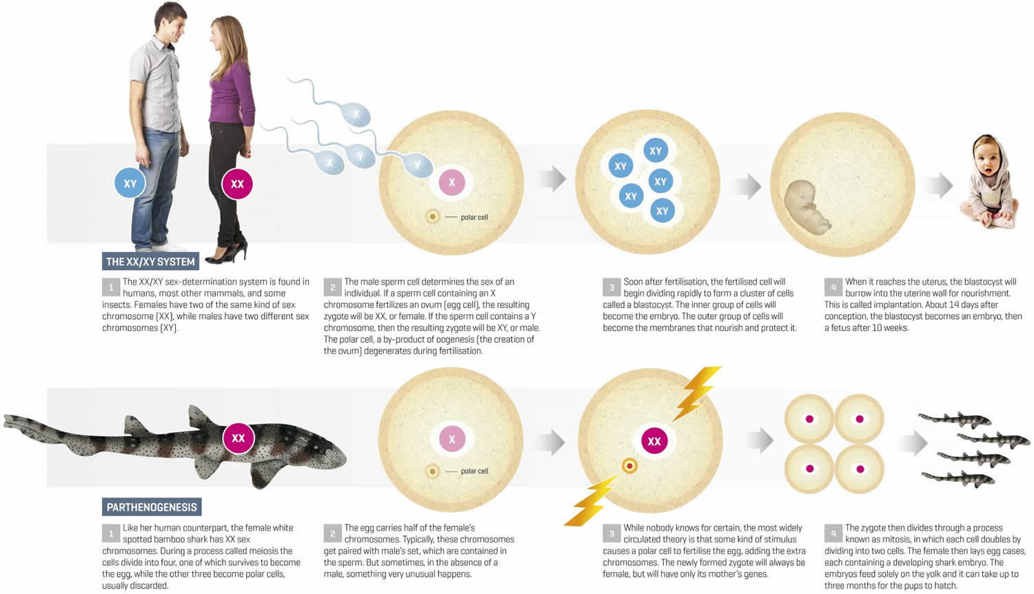 Parthenogenesis Definition Types Of Parthenogenesis 8739